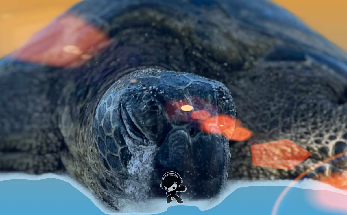 A Days Wait - 'Long Lines' (Dream Pop)