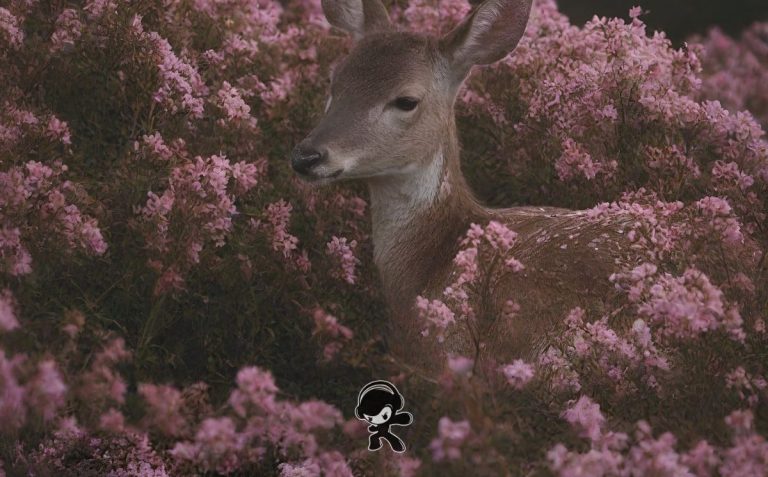 DESCIENDA - 'Separación' (Alternative Metal)