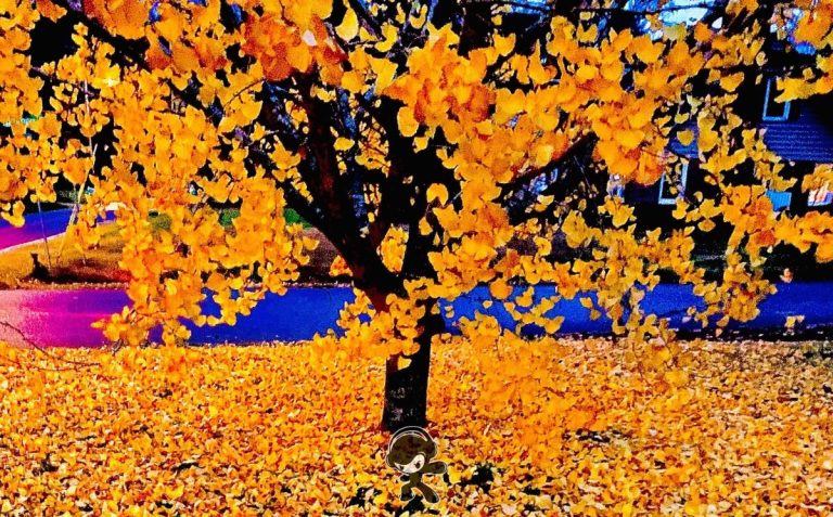 Saxon Mother - Pardon Me, Ma'am (Indie Rock)