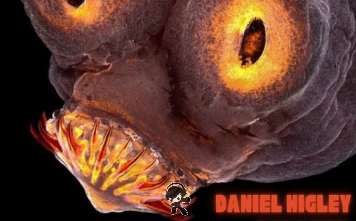 Daniel Higley – The Blah (Alternative)