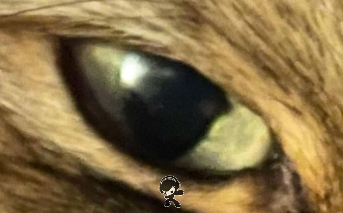 Xela Zander – Punk Ducks (Shoegaze)