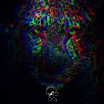 Ōkubi x Gaby Duboisjoli - En La Oscuridad (Trip-Hop)